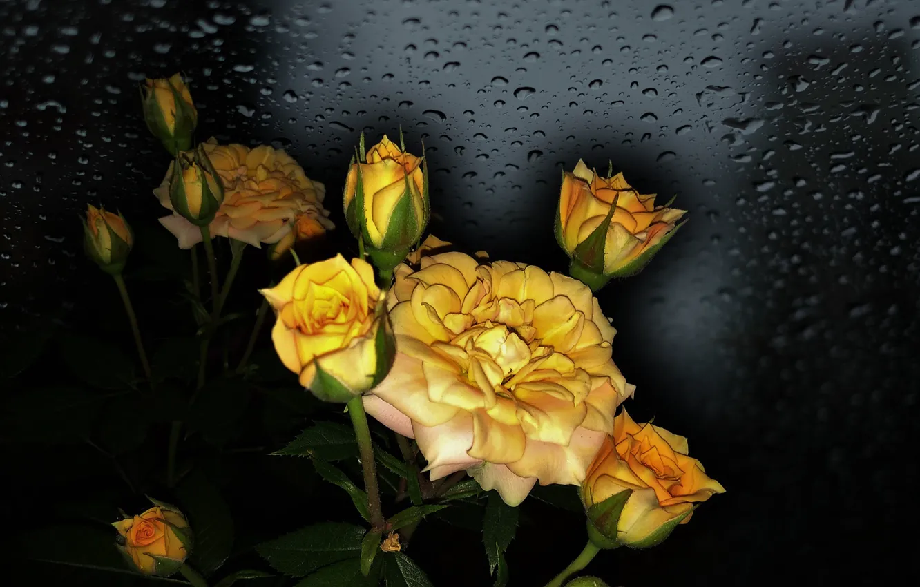 Photo wallpaper flowers, beauty, the Wallpapers, yellow roses, photo Elena Anikina