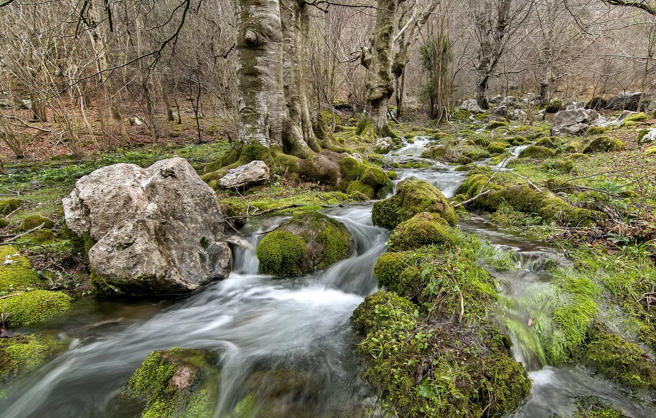 Photo wallpaper forest, trees, nature, river