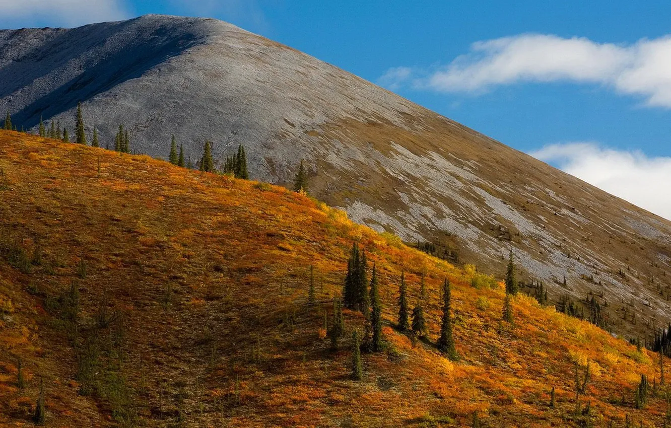 Photo wallpaper the sky, trees, mountains, slope