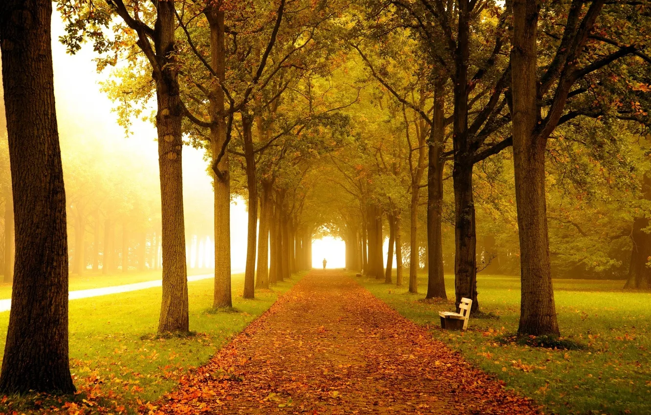 Photo wallpaper road, autumn, leaves, trees, bench, fog, Park, shop