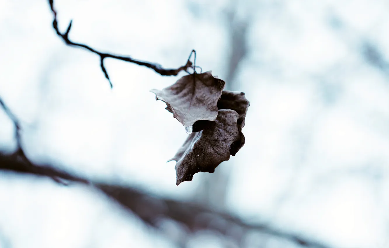 Photo wallpaper cold, winter, leaves, drops, macro, nature, droplets, photo