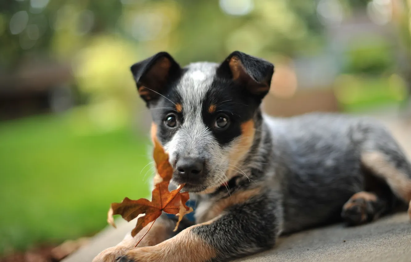 Photo wallpaper look, each, dog