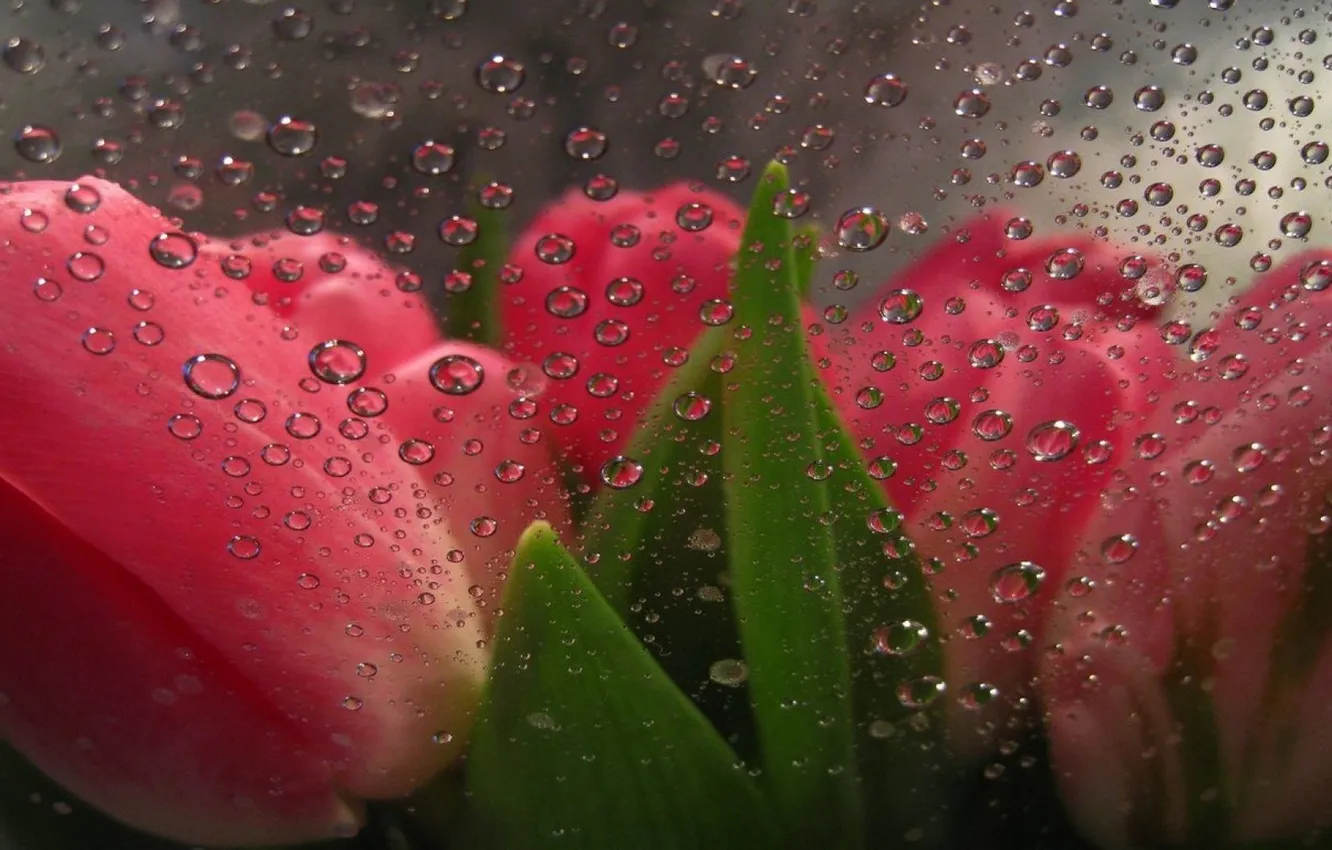 Photo wallpaper flower, drops, beauty, tulips