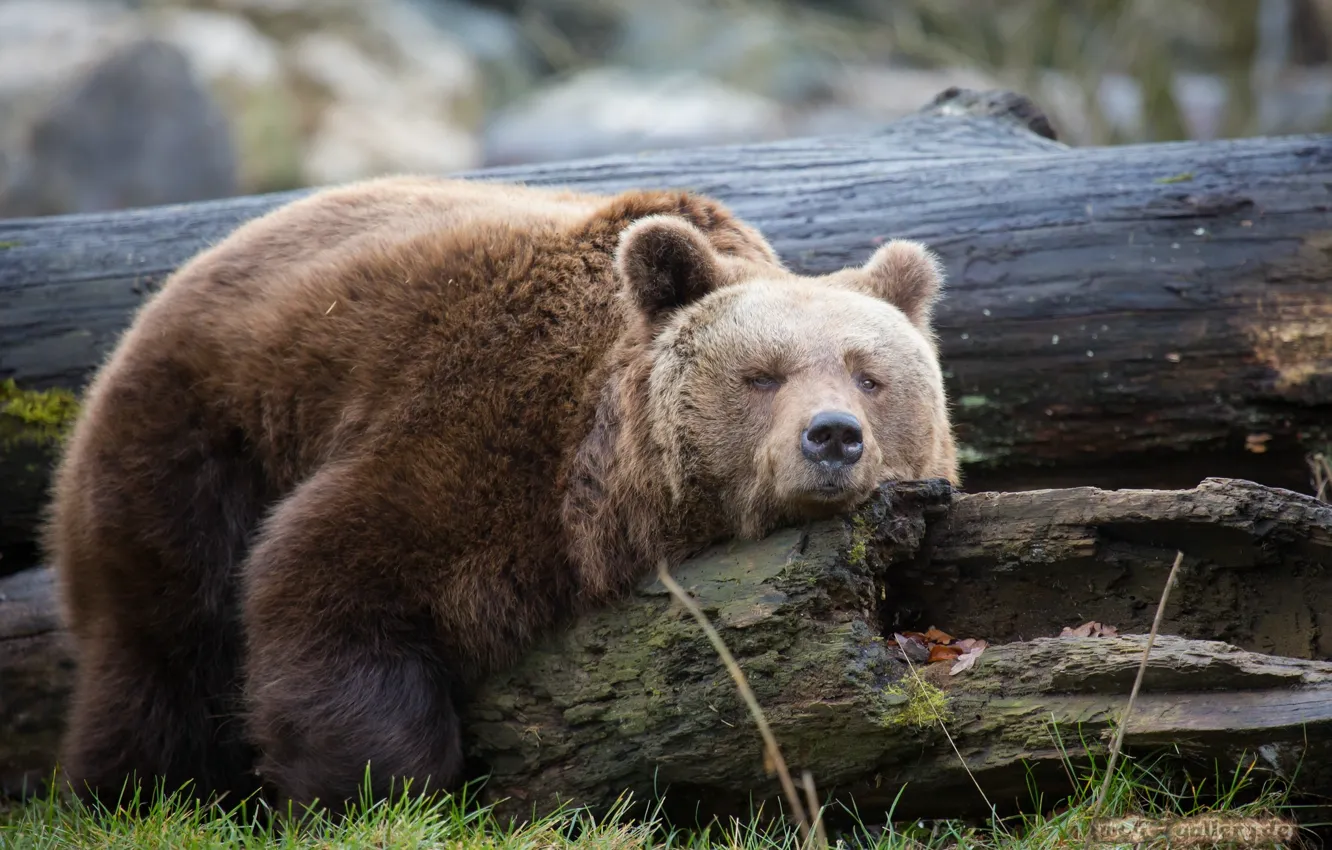 Photo wallpaper bear, wood, trunk, resting