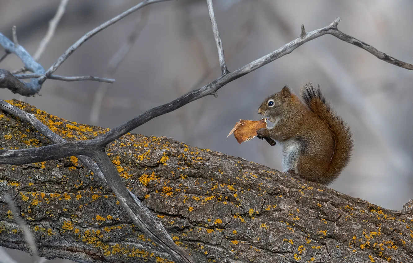 Photo wallpaper trees, branches, grey, mushrooms, protein, tail, profile, log