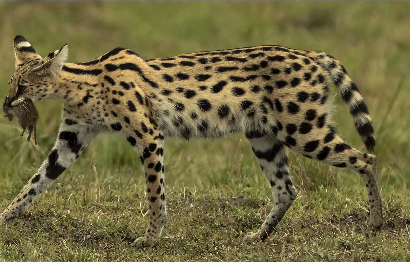 Photo wallpaper cat, cat, snack, appetizer, Se Lya Vi, That's life