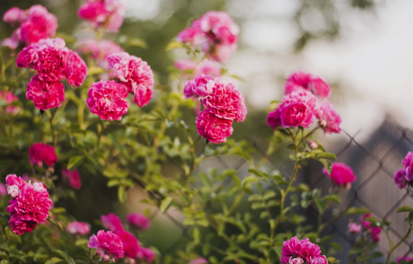 Photo wallpaper summer, the sun, rays, flowers, tenderness, heat, roses, the bushes