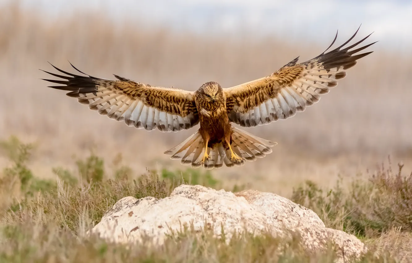 Photo wallpaper grass, flight, nature, stones, hawk, Buzzard, wingspan