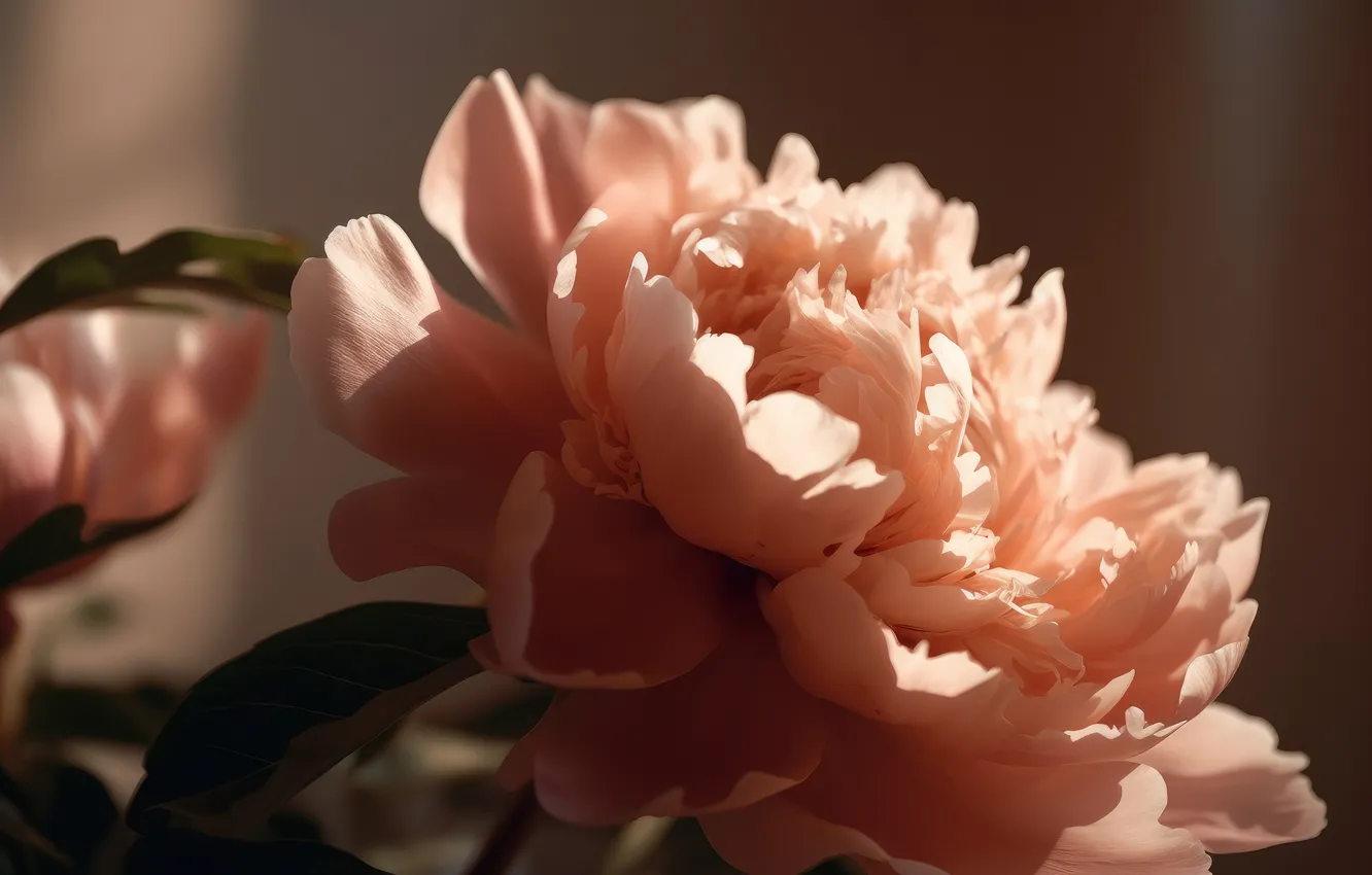 Photo wallpaper flowers, the dark background, spring, peonies, AI art, neural network