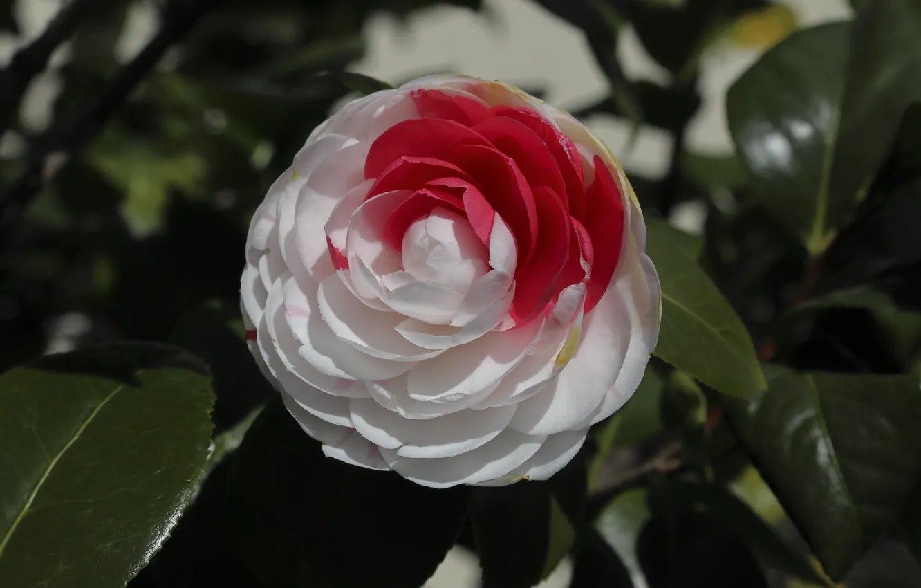 Photo wallpaper leaves, Camellia, motley