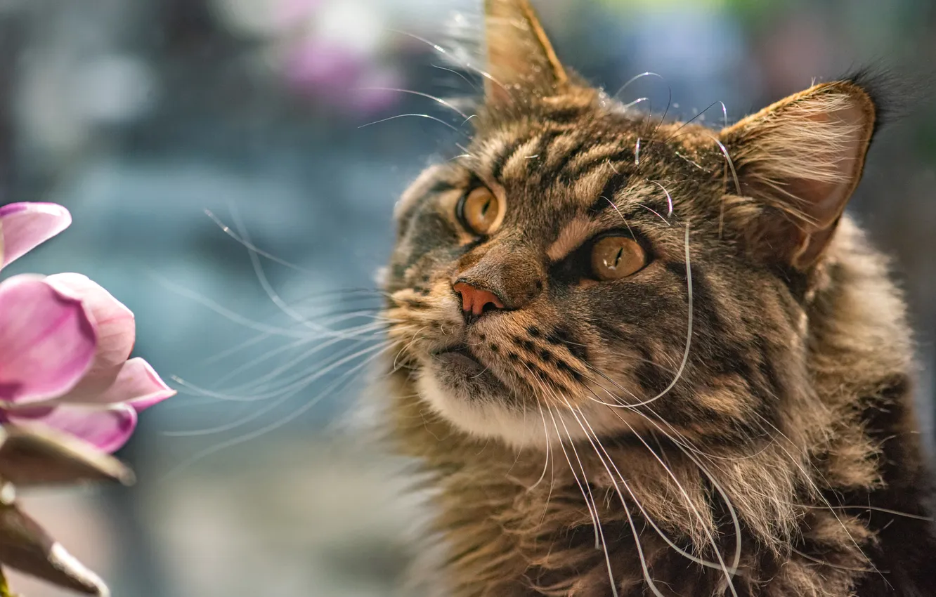 Photo wallpaper cat, cat, mustache, look, flowers, pose, grey, portrait