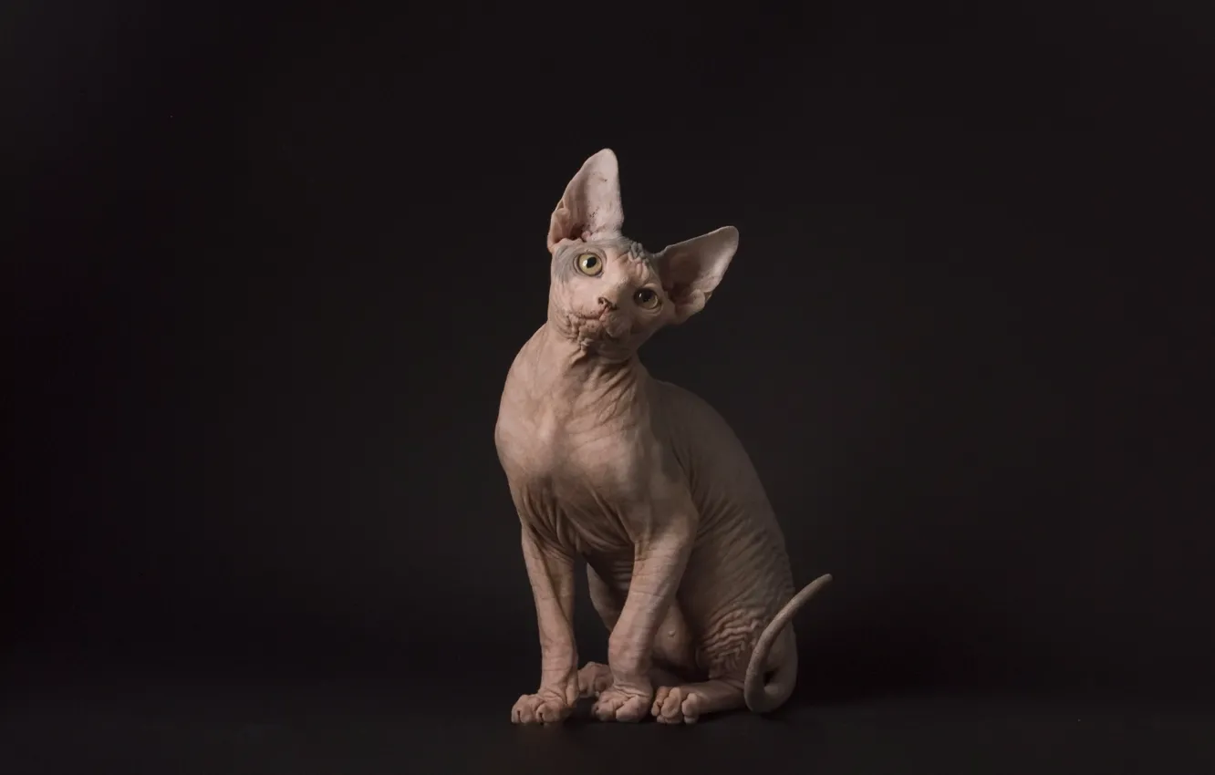 Photo wallpaper cat, look, background, Sphinx