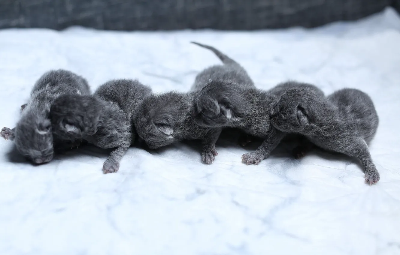 Photo wallpaper cat, background, baby, kitty, baby, British, newborn, mouse