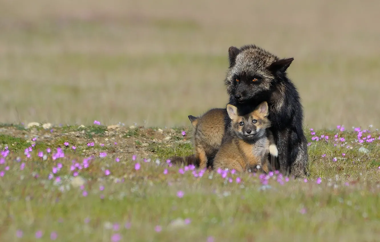 Photo wallpaper baby, Fox, Fox, mom, Fox