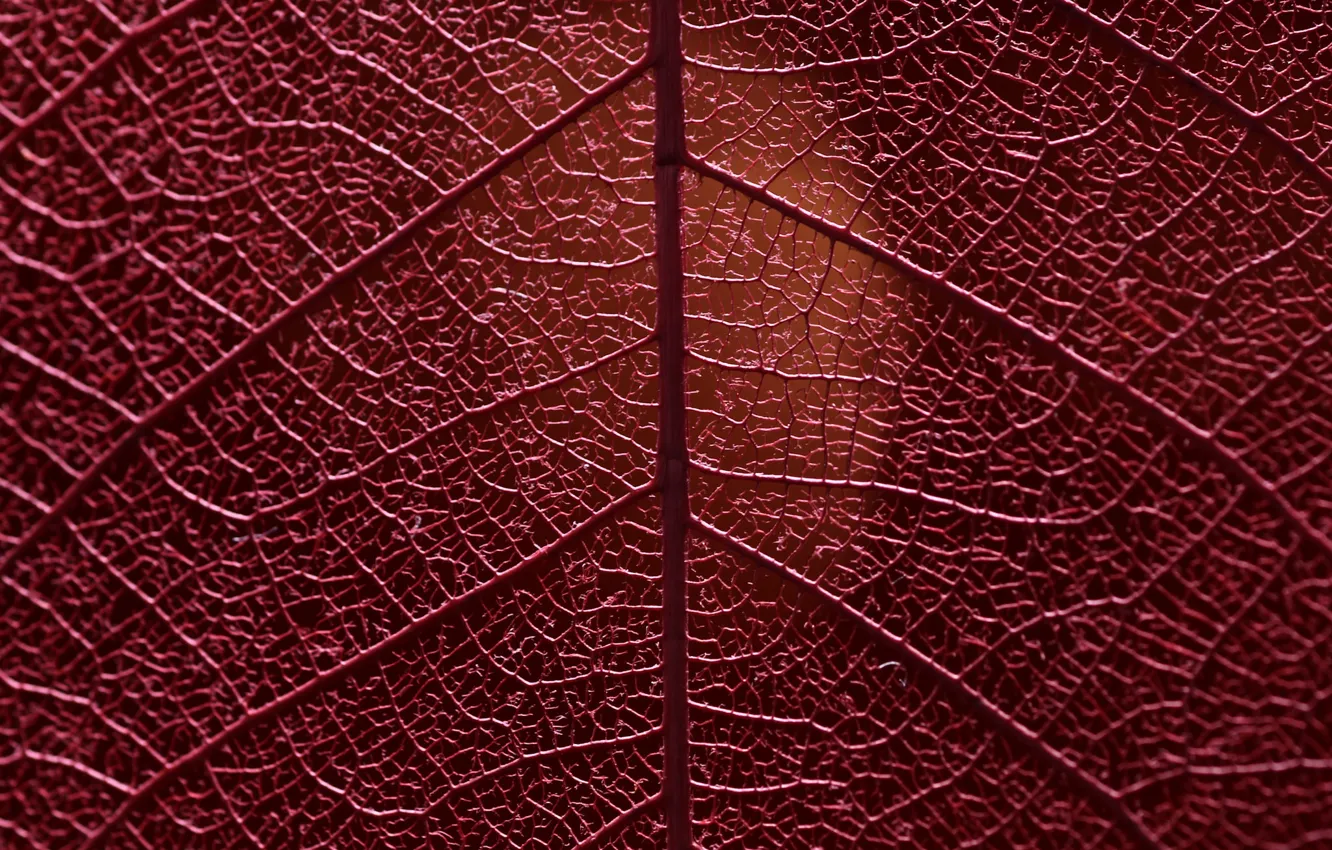 Photo wallpaper macro, sheet, veins