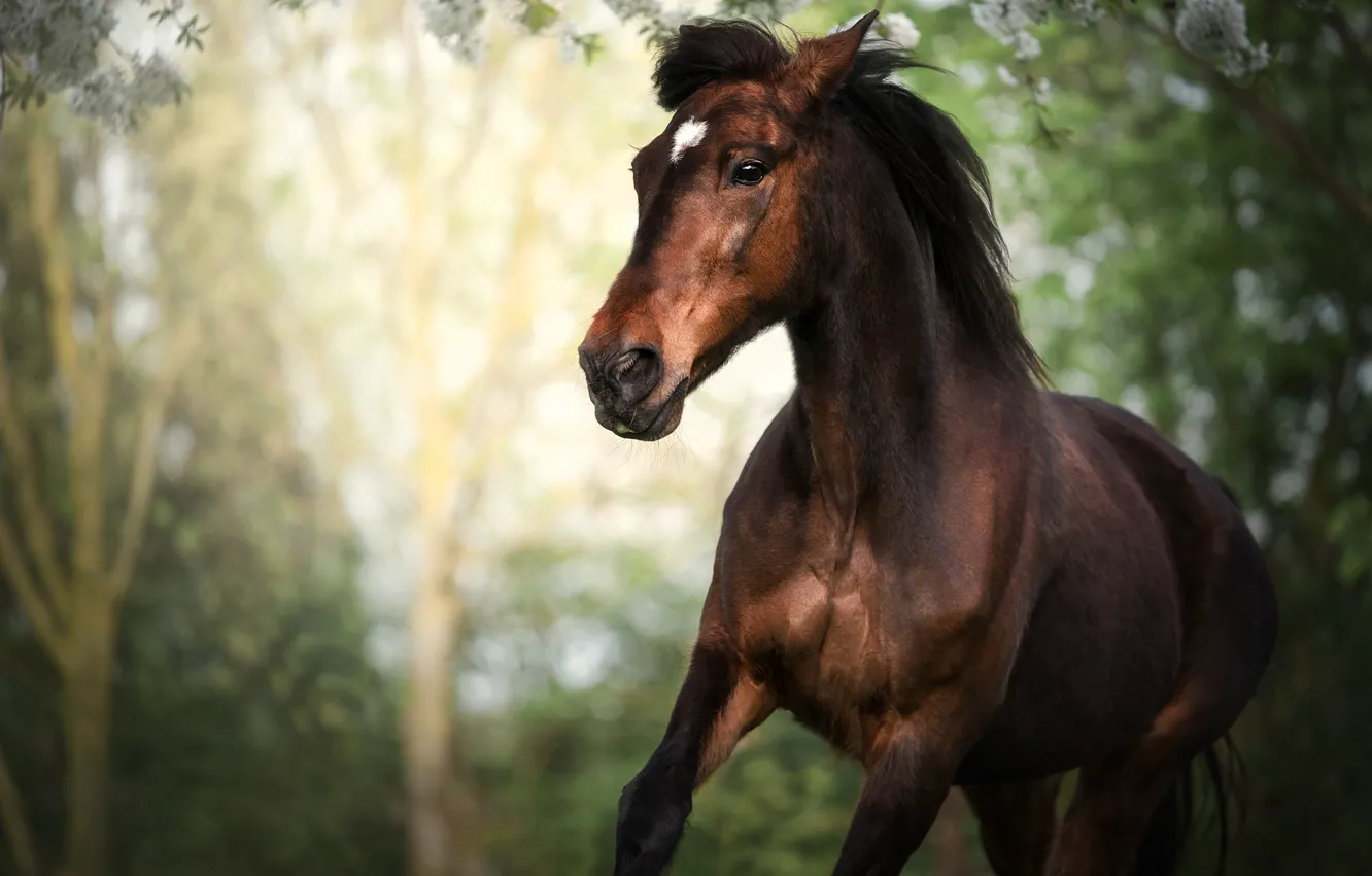 Photo wallpaper horse, horse, stallion, bokeh