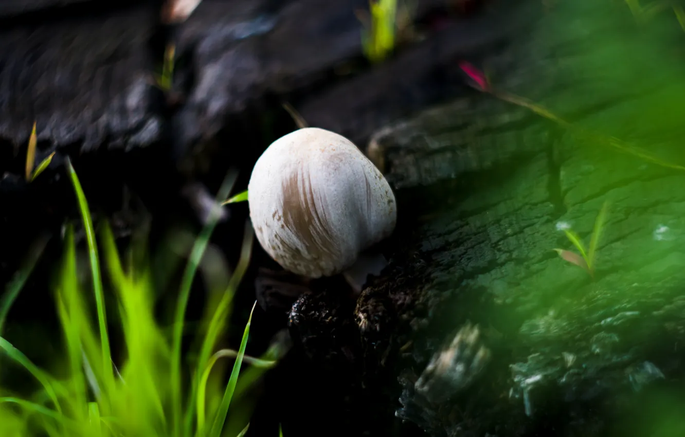 Photo wallpaper summer, macro, mushrooms, stump, summer, macro, mushrooms, toadstool