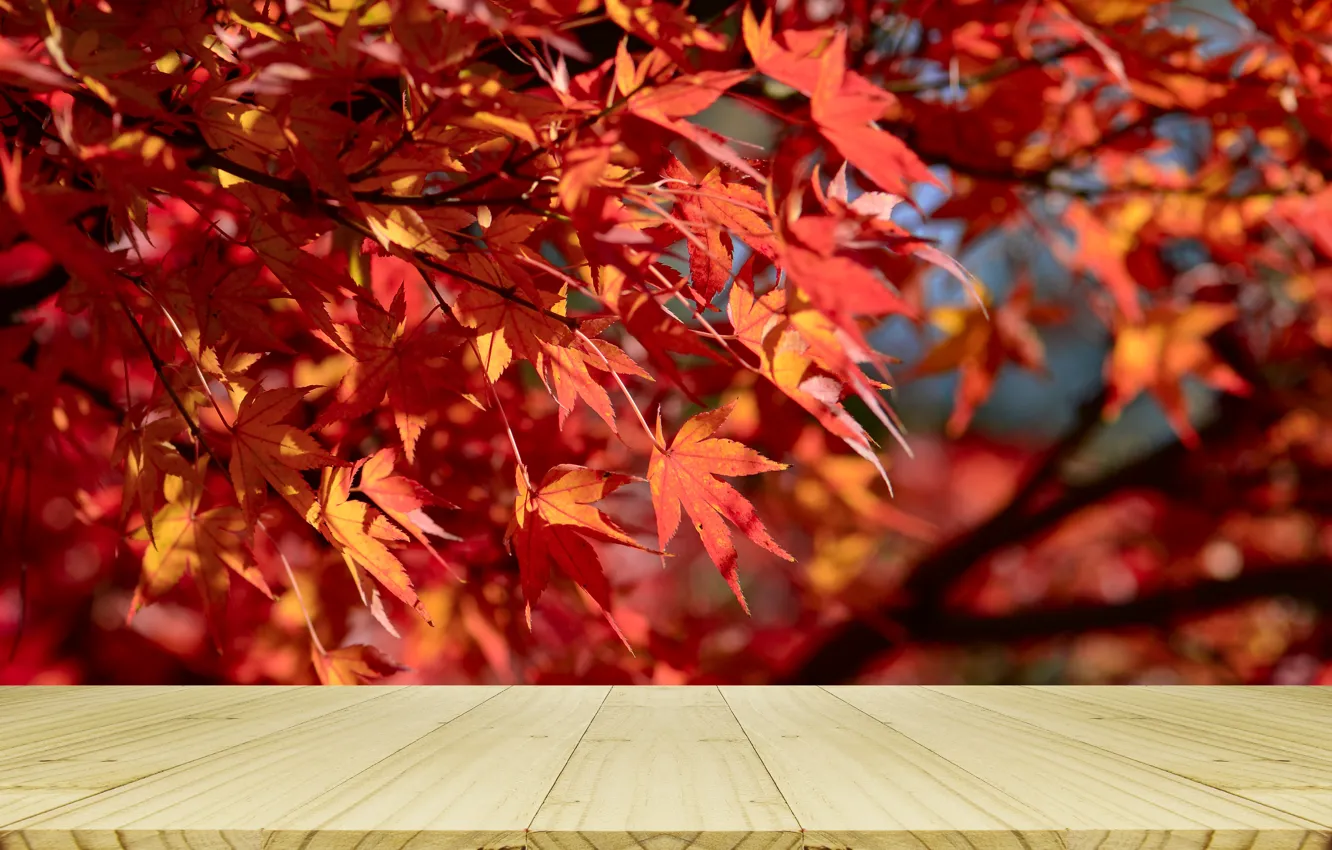 Photo wallpaper autumn, leaves, tree, colorful, red, maple, wood, autumn