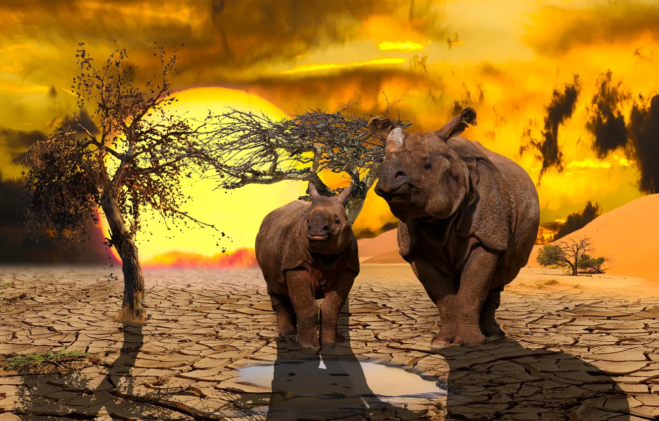 Photo wallpaper pair, animal, rhinos