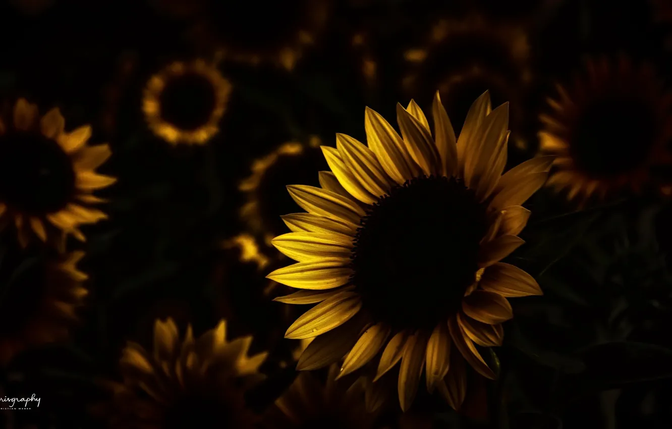 Photo wallpaper sunflowers, nature, background