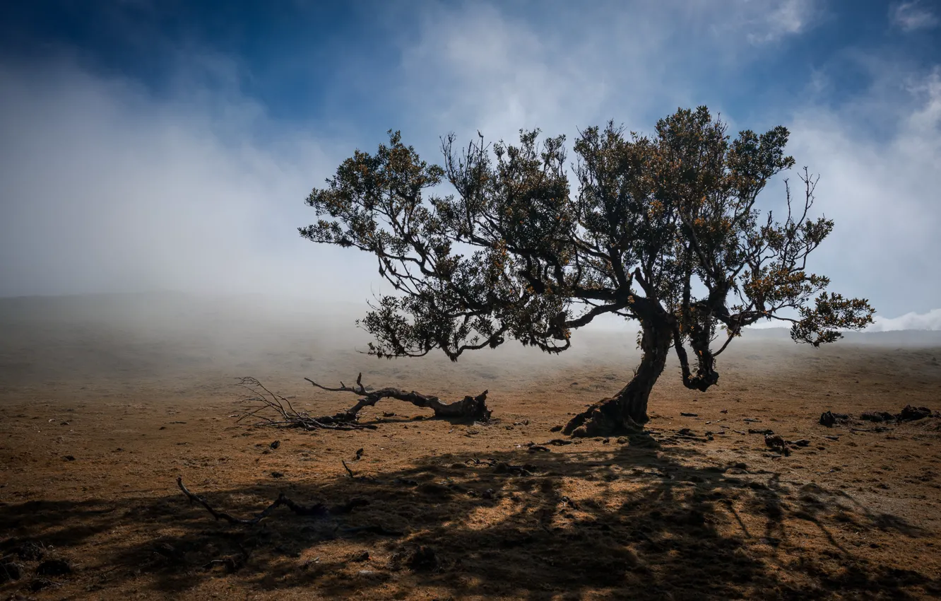 Photo wallpaper trees, Portugal, Porto Moniz
