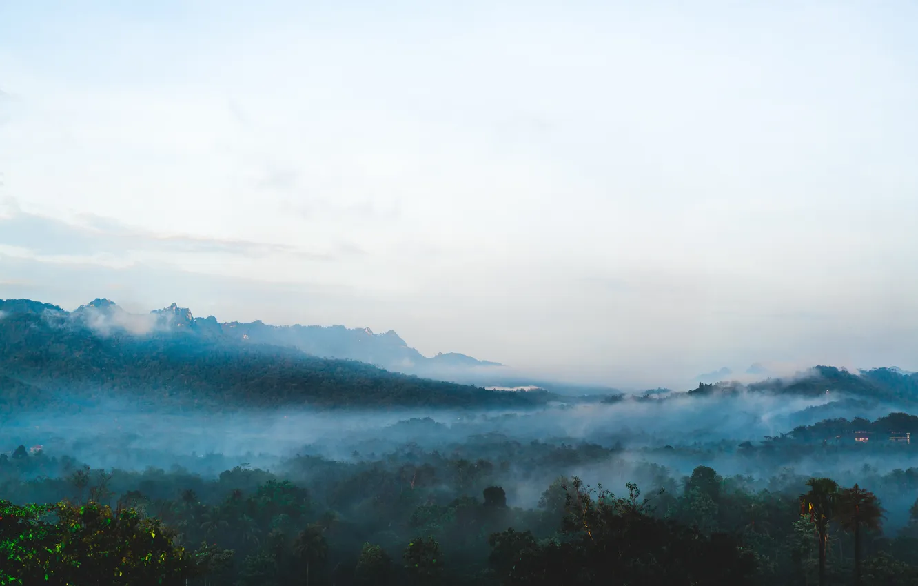 Photo wallpaper forest, the sky, clouds, trees, landscape, nature, fog, plants