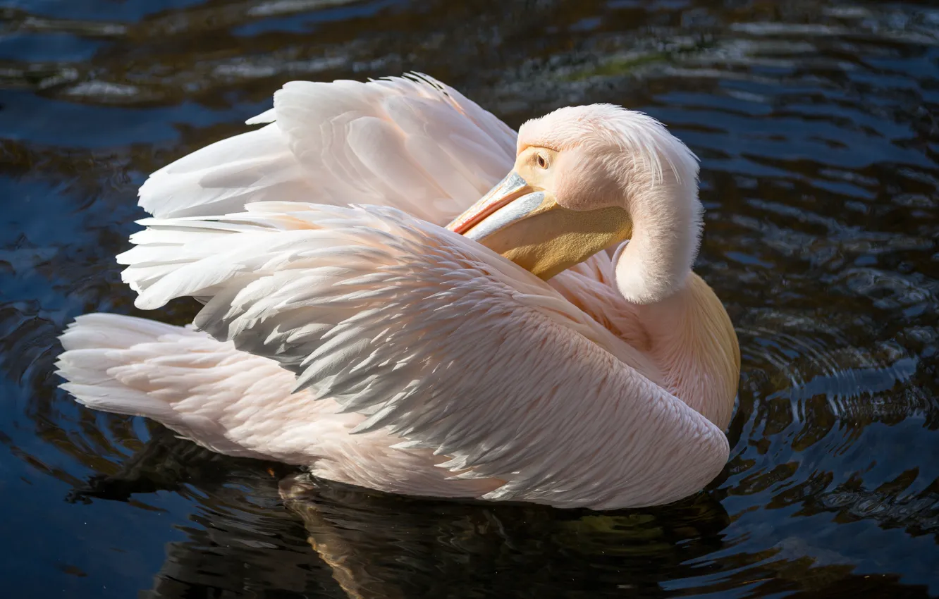 Photo wallpaper pose, bird, pond, Pelican