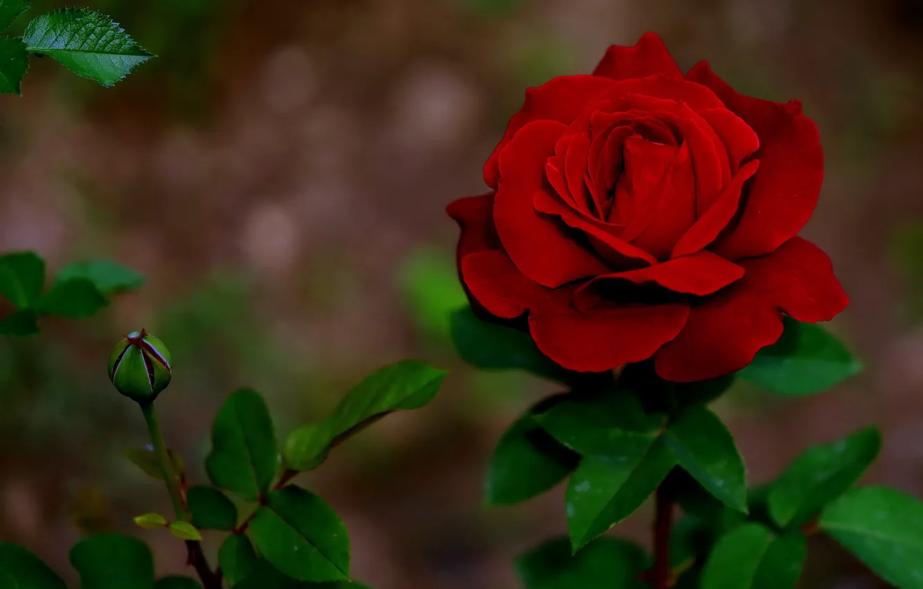 Photo wallpaper leaves, red, roses, buds, bokeh