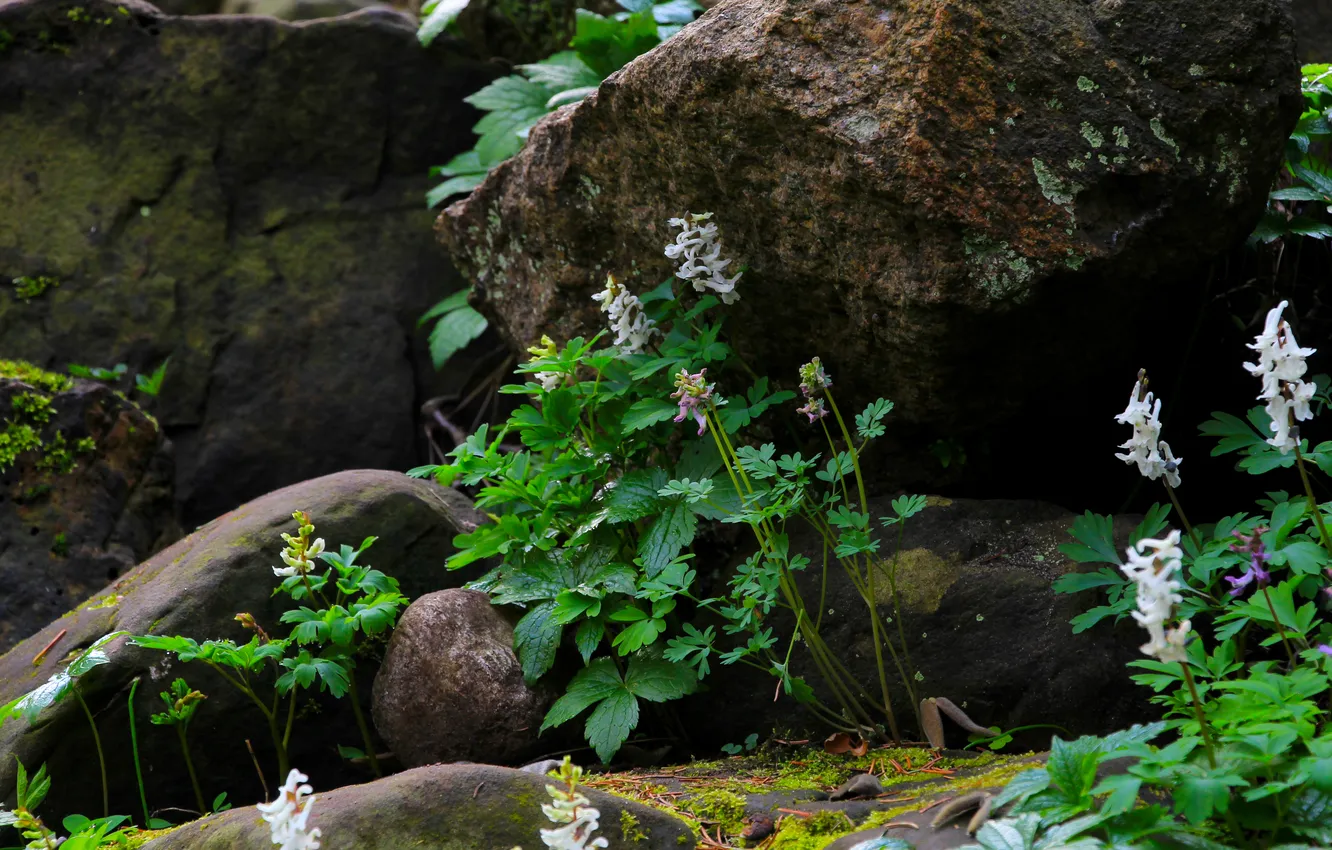 Photo wallpaper flower, stones, spring, plant