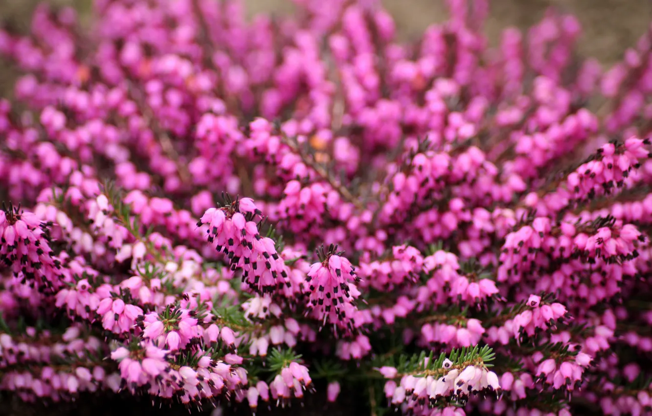 Photo wallpaper flowers, glade, blur, spring, pink, flowering, a lot, bokeh