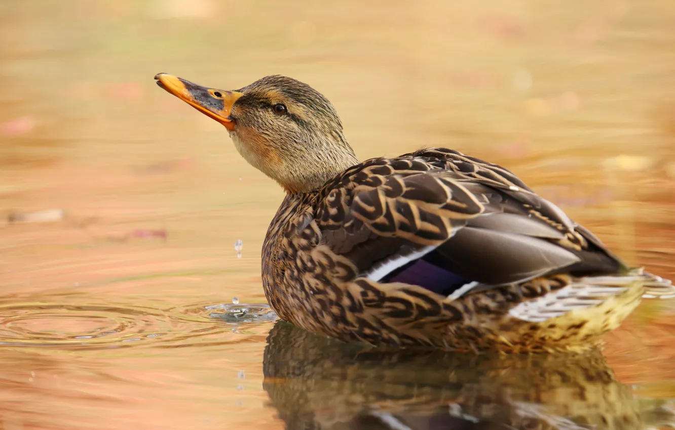 Photo wallpaper grey, duck, swimming, looking up, pond, water, bird