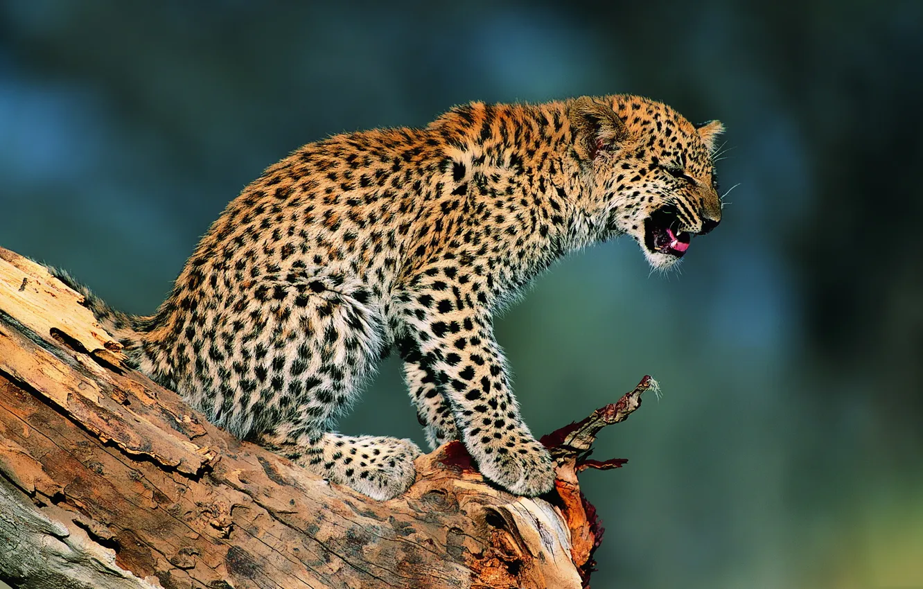 Photo wallpaper kitty, Leopard, snag, cub, dissatisfaction, sunlight, outrage, protest