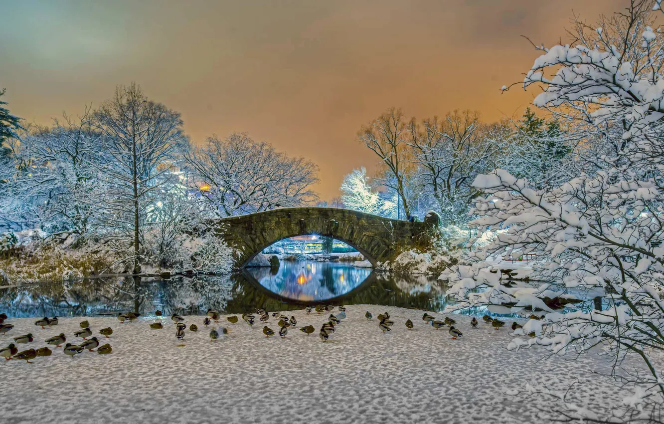Photo wallpaper winter, snow, trees, landscape, bridge, duck, New York, USA