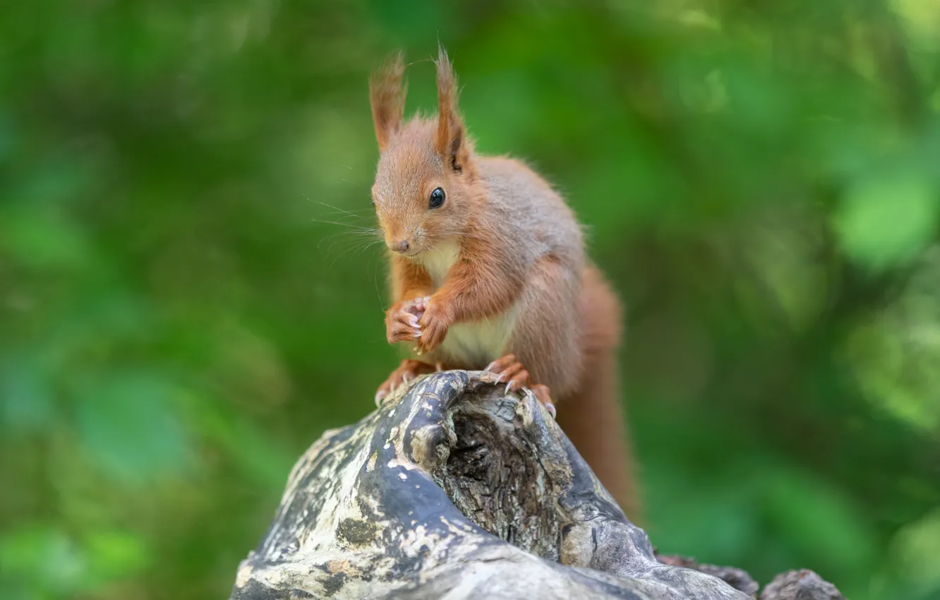 Photo wallpaper greens, summer, nature, tree, protein, squirrel, rodent