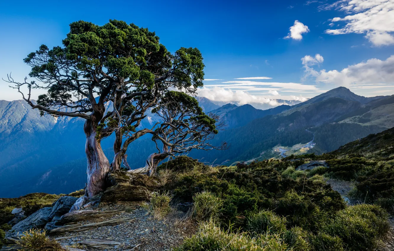 Photo wallpaper the sky, trees, mountains