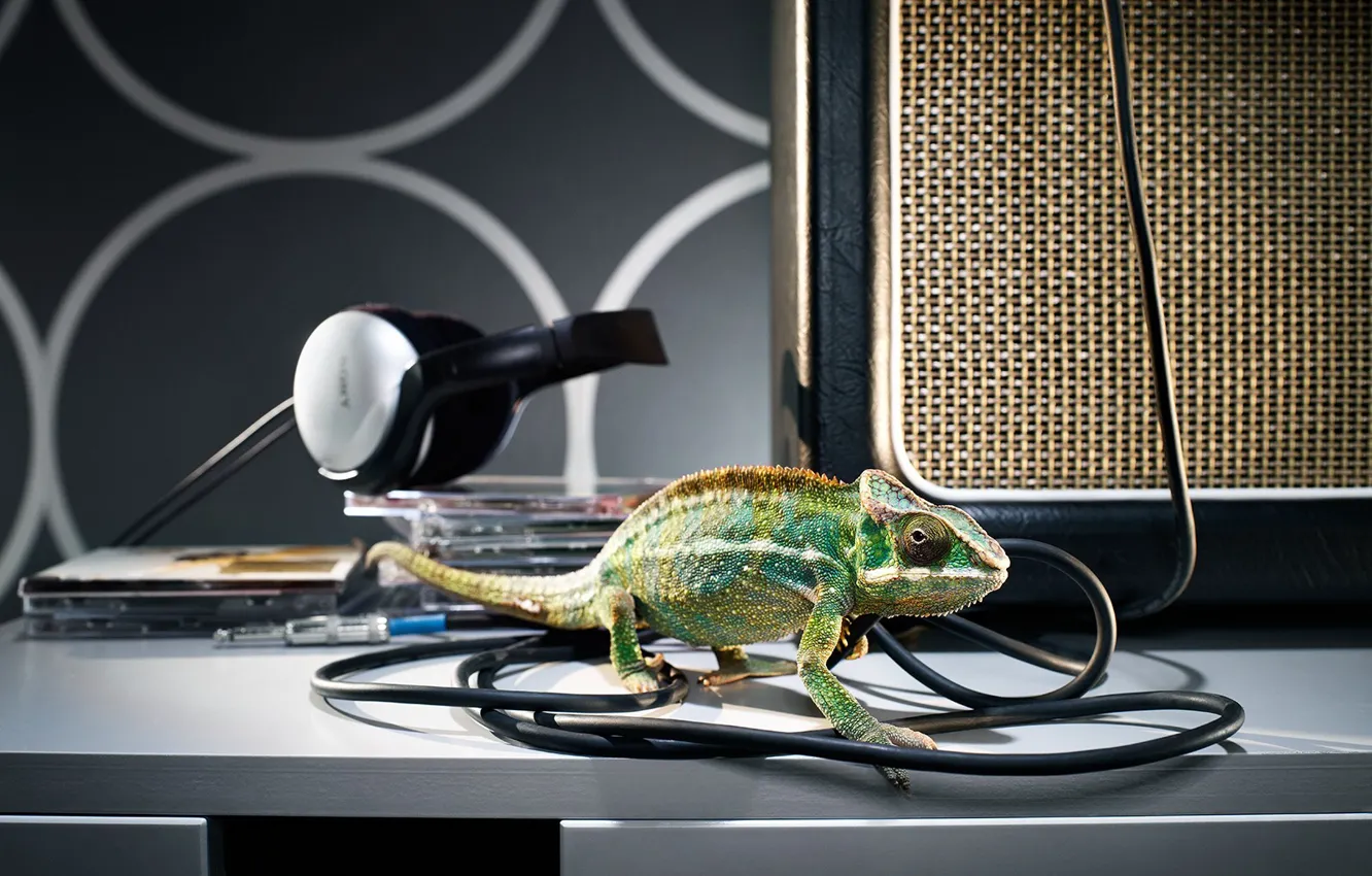 Photo wallpaper chameleon, wire, headphones, drives