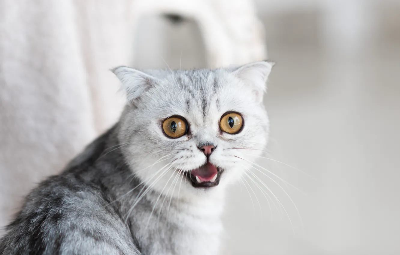 Photo wallpaper Look, Cat, Mustache, Cat, Eyes, Face, Ears, Yellow eyes