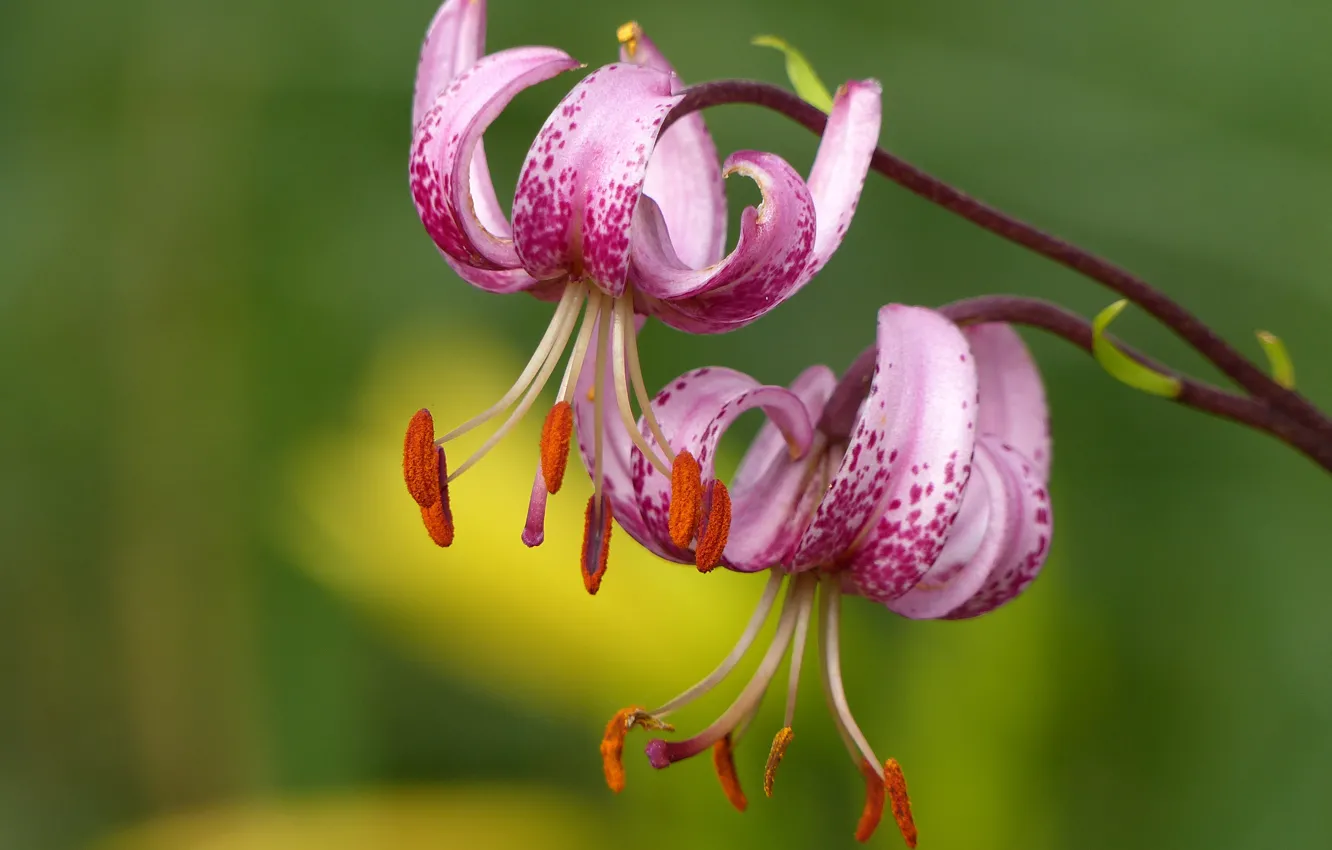 Photo wallpaper macro, background, Lily, petals, stamens, bokeh, Turk's cap Lily