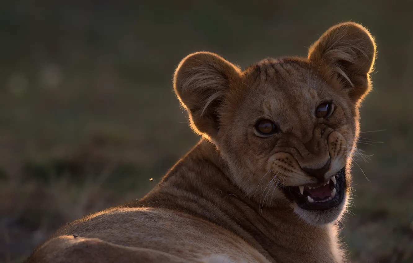 Photo wallpaper grin, face, lion