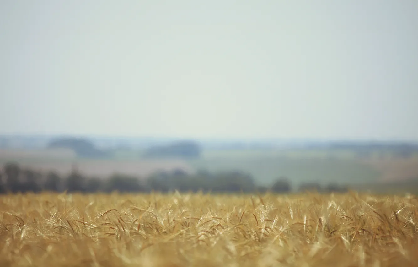 Photo wallpaper wheat, field, nature, blur, ears