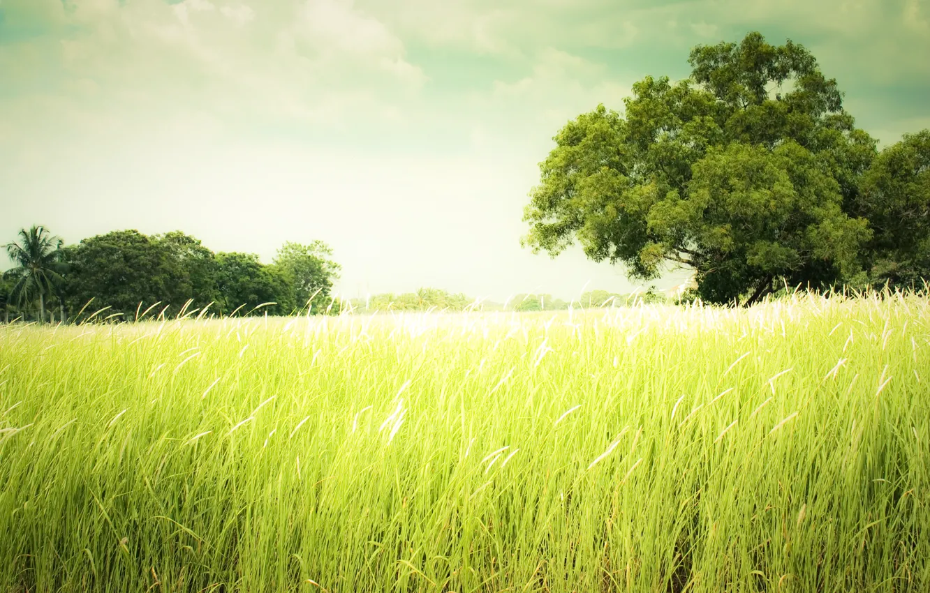 Photo wallpaper summer, grass, nature, Summer