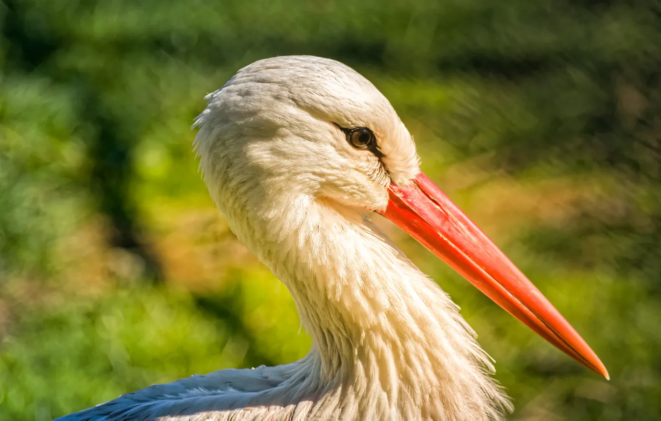 Photo wallpaper nature, bird, stork