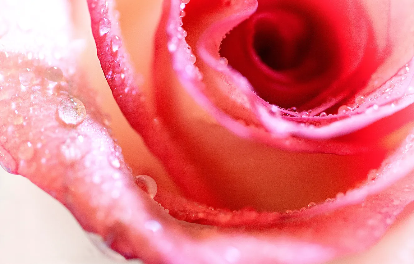 Photo wallpaper red, flower, Rose, flowers, macro