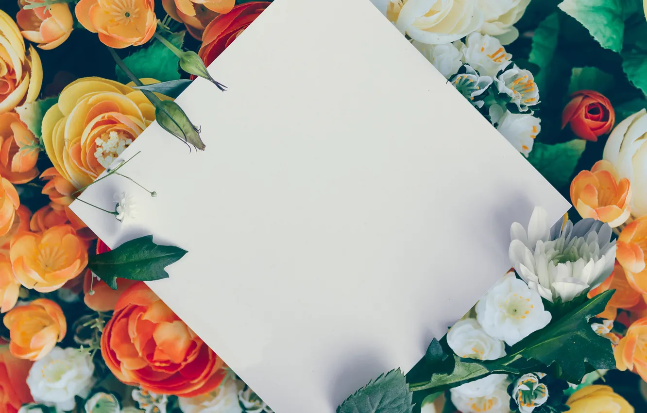 Photo wallpaper white, paper, roses