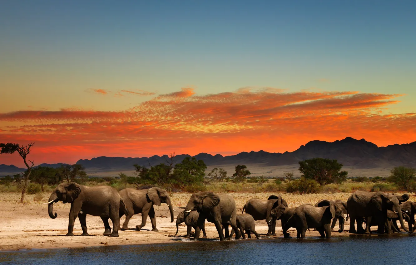 Photo wallpaper glow, Africa, elephants, drink, the herd