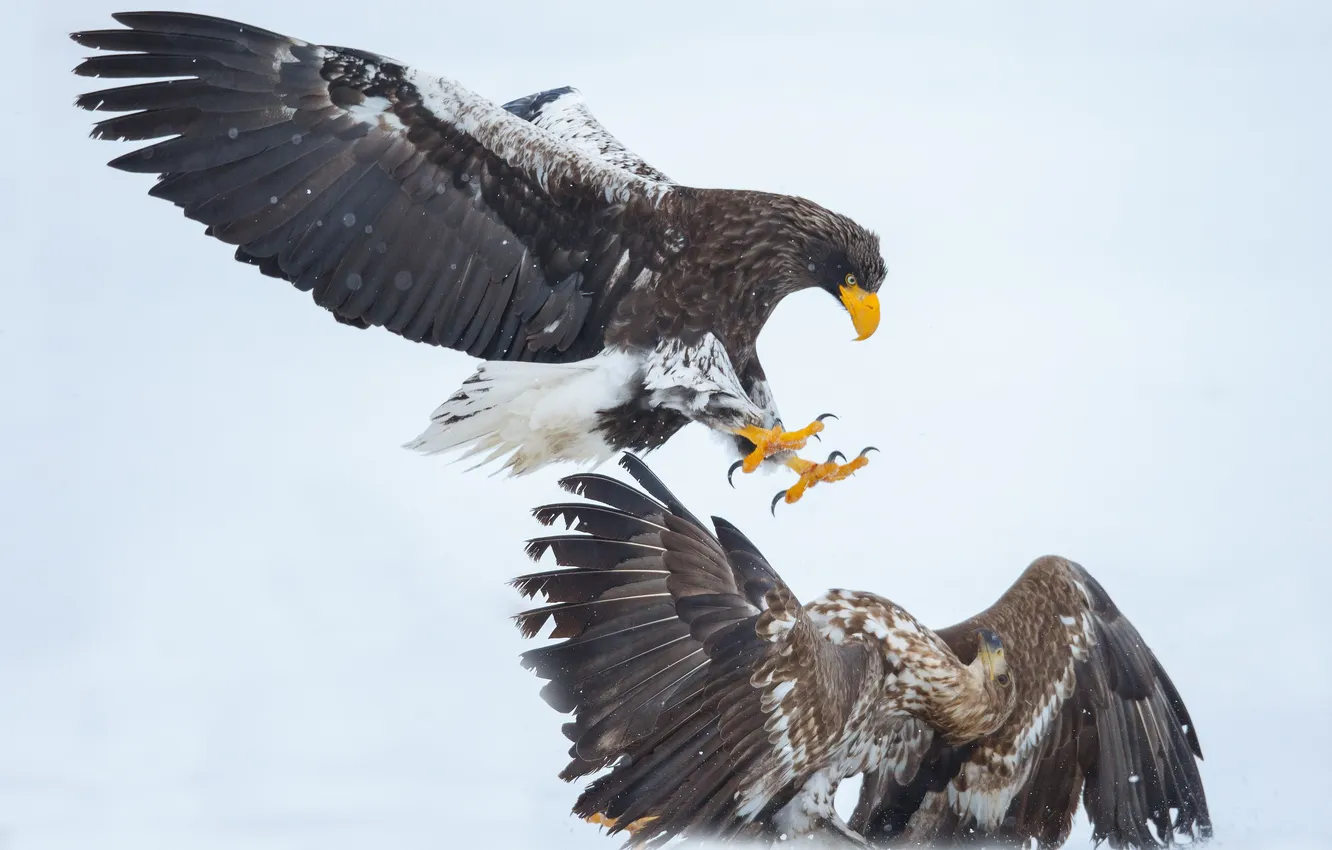 Photo wallpaper snow, fight, eagles