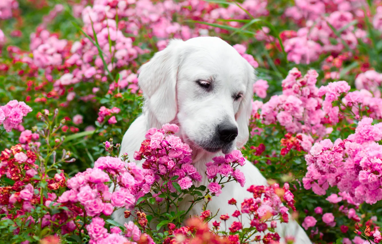 Photo wallpaper face, flowers, roses, dog, Golden Retriever, Golden Retriever