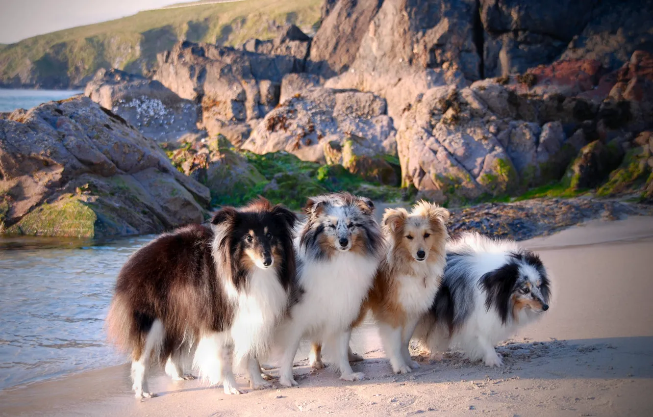 Photo wallpaper sea, coast, dog, group, pussy