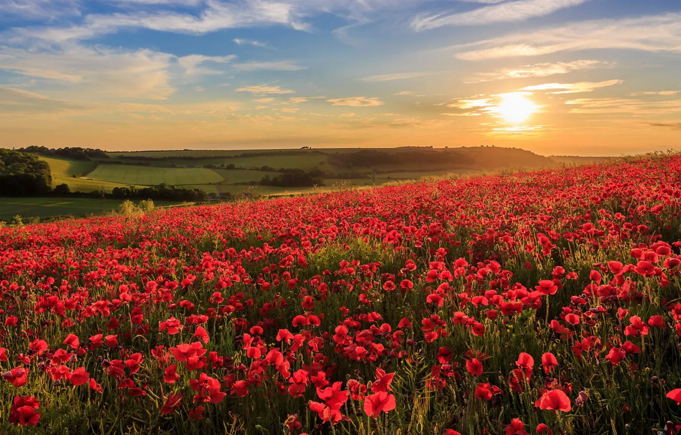 Photo wallpaper summer, the sky, sunset, flowers, Maki, red, poppy field