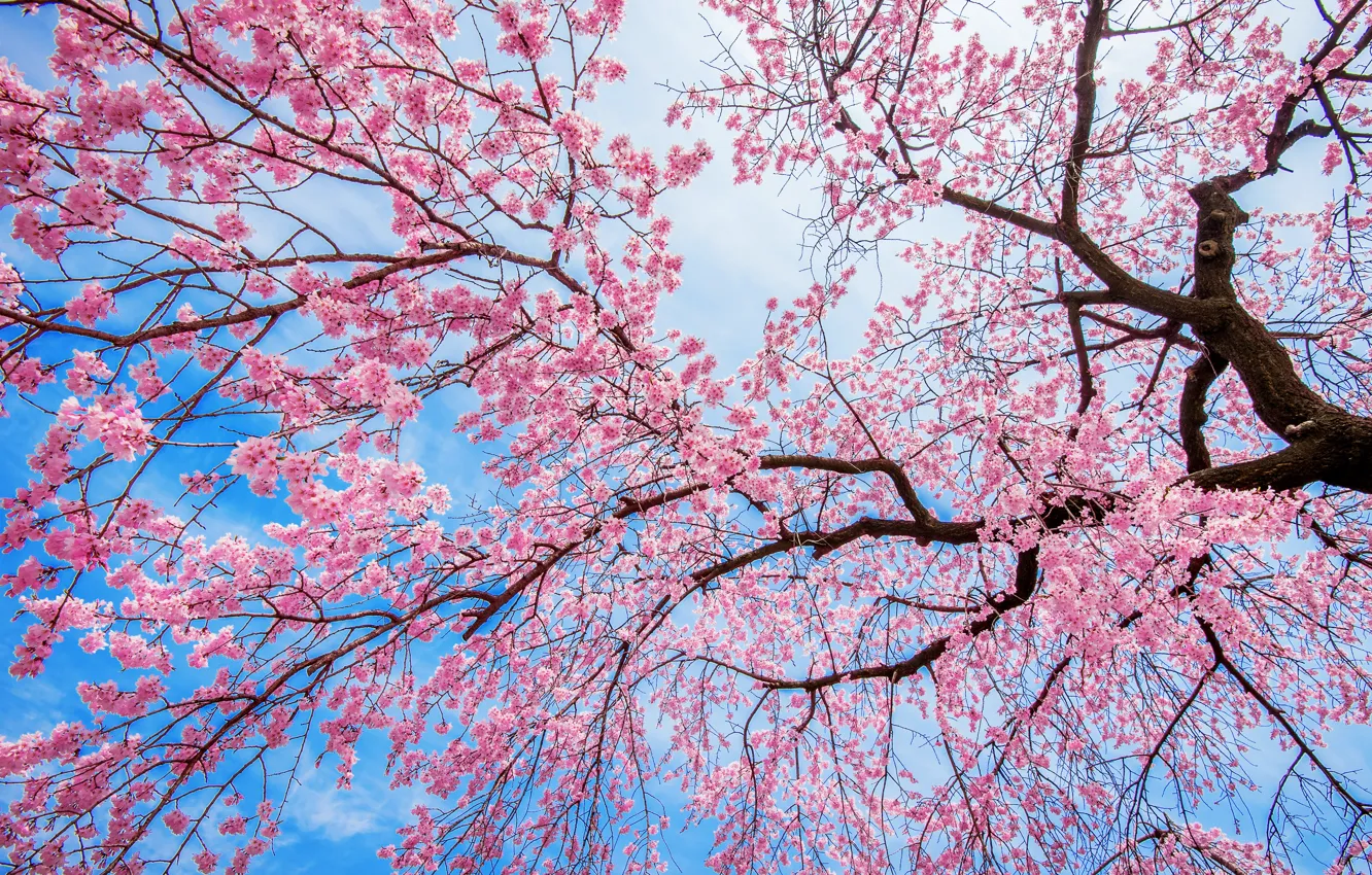 Photo wallpaper the sky, branches, cherry, tree, spring, Sakura, flowering, pink